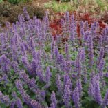 Nepeta 'Purple Haze'