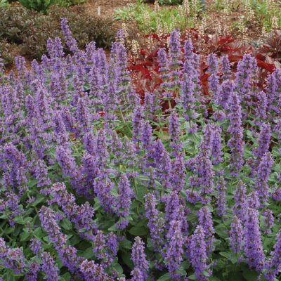 Nepeta 'Purple Haze'