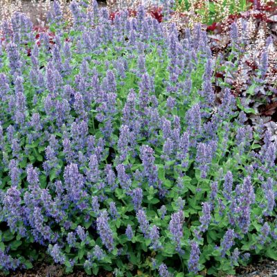 Nepeta 'Purple Haze'