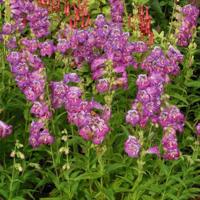 Penstemon 'Blueberry Taffy'