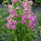 Penstemon 'Blueberry Taffy'