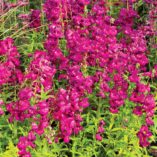 Penstemon 'Boysenberry Taffy'