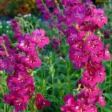 Penstemon 'Boysenberry Taffy'