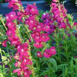 Penstemon 'Boysenberry Taffy'