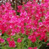 Penstemon CHA CHA™ 'Hot Pink'