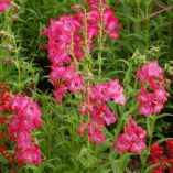 Penstemon CHA CHA™ 'Pink'