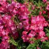 Penstemon CHA CHA™ 'Pink'