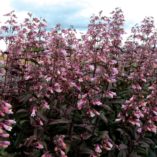 Penstemon 'Dark Towers'