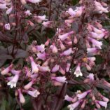 Penstemon 'Dark Towers'