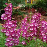 Penstemon 'Grape Taffy'