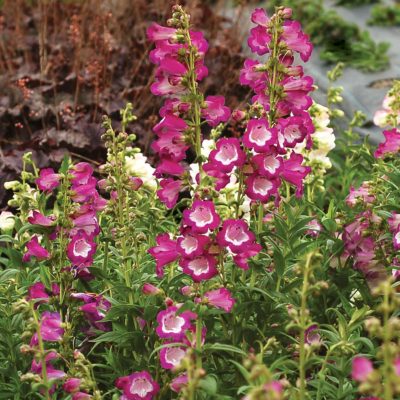 Penstemon 'Grape Taffy'