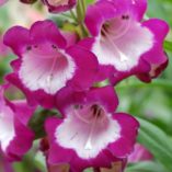 Penstemon 'Grape Taffy'