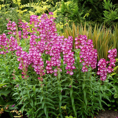 Penstemon 'Grape Taffy'