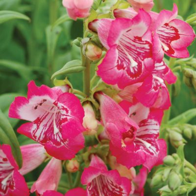 Penstemon 'Strawberry Taffy'