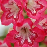 Penstemon 'Strawberry Taffy'