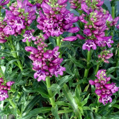 Penstemon 'Sweet Grapes'