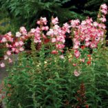 Penstemon 'Watermelon Taffy'