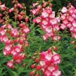 Penstemon 'Watermelon Taffy'