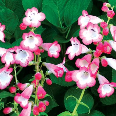 Penstemon 'Watermelon Taffy'