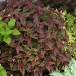 Persicaria 'Chocolate Dragon'