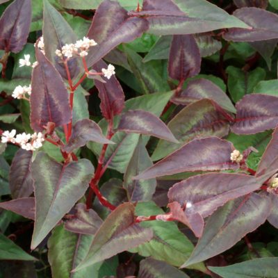 Persicaria 'Chocolate Dragon'