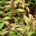 Persicaria 'Chocolate Dragon'