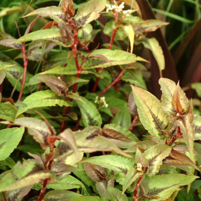 Persicaria 'Chocolate Dragon'