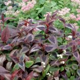 Persicaria 'Dragon's Eye'