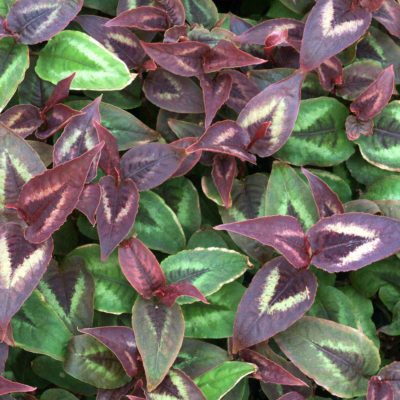 Persicaria 'Dragon's Eye'