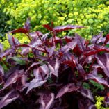 Persicaria 'Night Dragon'