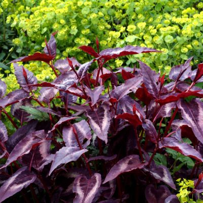 Persicaria 'Night Dragon'