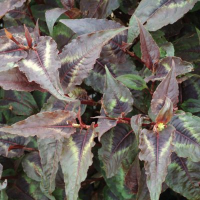 Persicaria 'Night Dragon'