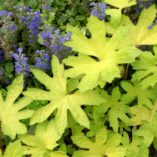 Petasites 'Golden Palms'