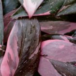 Philodendron 'Pink Princess'