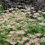 Pimpinella 'Rosea'