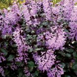 Plectranthus 'Velvet Elvis'