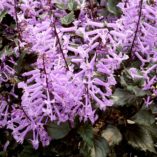 Plectranthus 'Velvet Elvis'