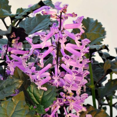 Plectranthus 'Velvet Elvis'