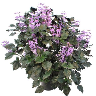 Plectranthus 'Velvet Elvis'