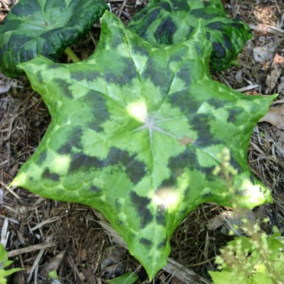 Podophyllum 'Kaleidoscope'