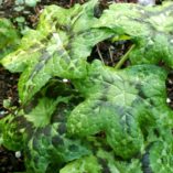 Podophyllum 'Kaleidoscope'