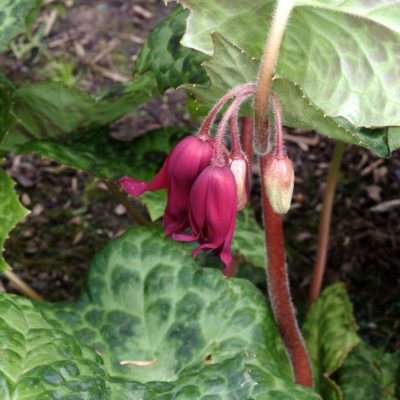 Podophyllum 'Spotty Dotty'