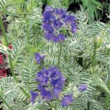 Polemonium 'Snow and Sapphires'