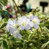 Polemonium 'Stairway to Heaven'