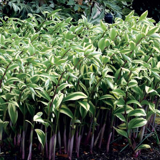 Polygonatum 'Double Stuff'