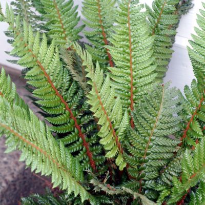 Polystichum 'Shiny Holly'