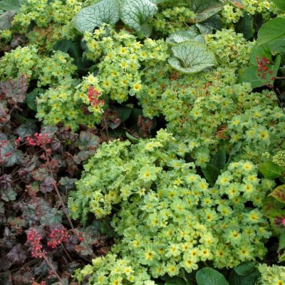 Primula 'Green Lace'