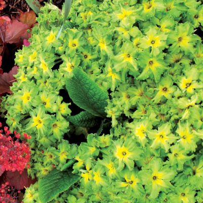 Primula 'Green Lace'