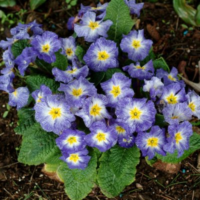 Primula 'Tie Dye'