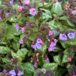 Pulmonaria 'Apple Frost'